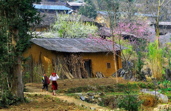 Tháng 3 là thời điểm cao nguyên đá Hà Giang không còn lạnh tê tái, thay vào đó là chút nắng vàng nhẹ, điều kiện thuận lợi để những cánh hoa đào, mận bung nụ, khoác lên mình tấm áo rực rỡ sắc màu. Tháng 3 là thời điểm cao nguyên đá Hà Giang không còn lạnh tê tái, thay vào đó là chút nắng vàng nhẹ, điều kiện thuận lợi để những cánh hoa đào, mận bung nụ, khoác lên mình tấm áo rực rỡ sắc màu.