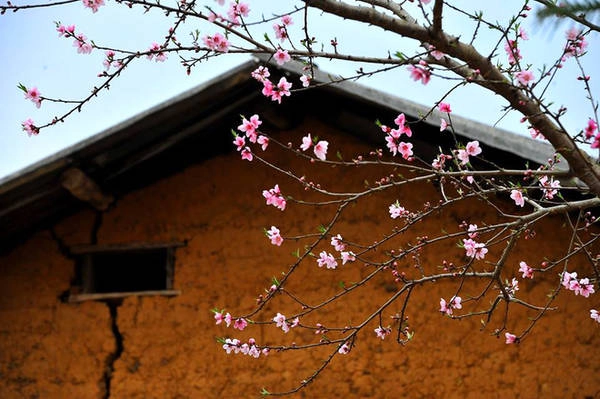 Với đồng bào người Mông ở đây, nhà nào cũng trồng ít nhất một cây đào trước ngõ, trong sân, bên tường rào. Vì thế mỗi độ xuân về hoa nở rực rỡ, màu hồng thắm càng trở nên nổi bật trên nền tường vàng, mái ngói đen thẫm phía sau. Với đồng bào người Mông ở đây, nhà nào cũng trồng ít nhất một cây đào trước ngõ, trong sân, bên tường rào. Vì thế mỗi độ xuân về hoa nở rực rỡ, màu hồng thắm càng trở nên nổi bật trên nền tường vàng, mái ngói đen thẫm phía sau.