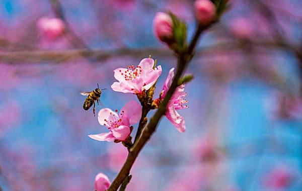 Hoa đào ở vùng Cao nguyên đá đặc biệt bởi màu hồng đậm và cánh hoa dày. Hoa đào ở vùng Cao nguyên đá đặc biệt bởi màu hồng đậm và cánh hoa dày.