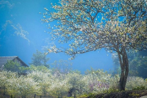 Mọi năm, thường phải tới Tết Âm lịch hoa đào, hoa mận mới bắt đầu nở nhưng năm nay thời tiết ấm sớm nên từ thời điểm này, đa phần các thung lũng hay vườn đào, vườn mơ, mận đã bắt đầu bung nở khoe sắc rực rỡ. Thời điểm đẹp nhất để tới Mộc Châu ngắm hoa năm nay có lẽ chỉ tới Tết âm lịch mà thôi. Ảnh: Đặng Thuỳ Linh Mọi năm, thường phải tới Tết Âm lịch hoa đào, hoa mận mới bắt đầu nở nhưng năm nay thời tiết ấm sớm nên từ thời điểm này, đa phần các thung lũng hay vườn đào, vườn mơ, mận đã bắt đầu bung nở khoe sắc rực rỡ. Thời điểm đẹp nhất để tới Mộc Châu ngắm hoa năm nay có lẽ chỉ tới Tết âm lịch mà thôi. Ảnh: Đặng Thuỳ Linh