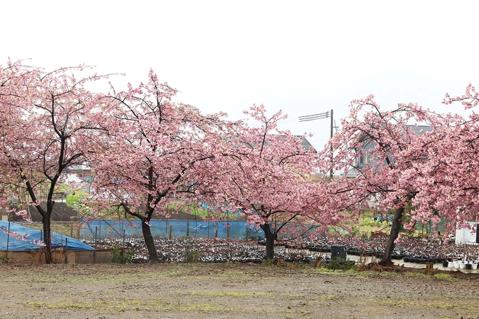 Tỉnh Tottori nằm ở phía Tây Bắc của Nhật Bản, có địa hình trải dài từ Tây sang Đông, phía Bắc giáp với biển Nhật Bản. Nơi đây có khí hậu cận nhiệt đới ẩm, kèm theo lượng mưa dồi dào trong suốt cả năm. Khí hậu vùng này tương đối giống với miền Bắc Việt Nam. Vào thời điểm này, nhiều thành phố trong tỉnh, hoa anh đào đã bung nở. Dự kiến, hoa anh đào tại đây nở rộ từ ngày 19 - 25/3.