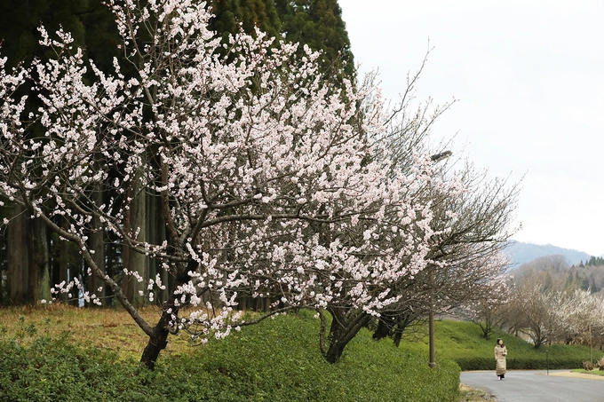 Đường hoa anh đào nở sớm tại vườn hoa Tottori Hanakairo.