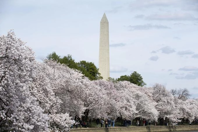 Du khách đi bộ ngắm hoa trên bờ hồ Tidal Basin ở Washington DC cuối tháng 3. Khu vực này có hơn 3.000 cây anh đào nở rộ trong mùa xuân, cũng là nơi tổ chức lễ hội Hoa anh đào Quốc gia thường niên nổi tiếng ở Mỹ. Sự kiện này đã bị hủy bỏ vì Covid-19. Trang web của lễ hội đã phát sóng trực tiếp mùa hoa với mong muốn giữ người dân ở trong nhà. Ảnh: AP/Jose Luis Magana.