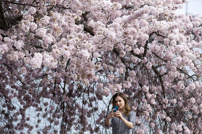 Du khách chụp ảnh cùng hoa anh đào ở hồ Tidal Basin hôm 22/3. Ảnh: AP/Jose Luis Magana.