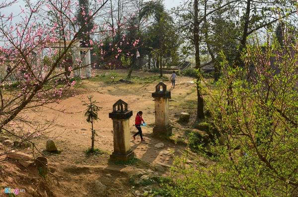 Những cây đào nở rộ sau Tết Nguyên đán là “nam châm” thu hút khách du lịch đến với vùng đất mù sương nơi biên cương Tổ quốc.