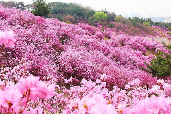 Còn với những ai muốn ghé qua thành phố #‎Bucheon‬, tỉnh Gyeonggi, nơi có hơn 150.000 cây hoa đỗ quyên đang phủ hồng núi Wonmi, bạn có thể đi tàu tới ga tàu điện Khu liên hợp sân vận động thành phố Bucheon trên đường tàu số 7, cửa ra số 2 đi bộ 10 phút đến sau sân sân vận động chính.