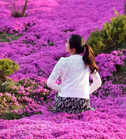 Lễ hội hoa Đỗ Quyên ở Ganghwa, Incheon mõi năm thu hút hàng trăm nghìn lượt tới tham quan. Cảm giác trèo lên đỉnh núi cao 436 m so với mặt nước biển và phóng tầm mắt nhìn suốt cả triền núi được bao phủ bởi màu đỏ xen lẫn sắc tím rực rỡ của hoa đỗ quyên đem lại cho du khách những ấn tượng khó quên.