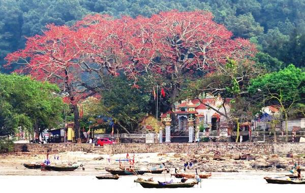 Đồ Sơn có gần chục cây gạo cổ thụ từ 100 năm đến hơn 200 năm, tập trung chủ yếu tại khu vực bến Thốc, phường Vạn Hương, gắn liền với ngôi đền cổ Vạn Chài. Đồ Sơn có gần chục cây gạo cổ thụ từ 100 năm đến hơn 200 năm, tập trung chủ yếu tại khu vực bến Thốc, phường Vạn Hương, gắn liền với ngôi đền cổ Vạn Chài.