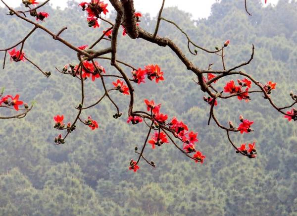 Để bảo vệ những cây gạo cổ thụ, chính quyền quận Đồ Sơn đang tính đến phương án đưa vào danh sách cây di sản Việt Nam cùng với rừng đa búp đỏ tại Đảo Dấu và rặng thị cổ núi Ngọc đã được công nhận trước đó. Để bảo vệ những cây gạo cổ thụ, chính quyền quận Đồ Sơn đang tính đến phương án đưa vào danh sách cây di sản Việt Nam cùng với rừng đa búp đỏ tại Đảo Dấu và rặng thị cổ núi Ngọc đã được công nhận trước đó.