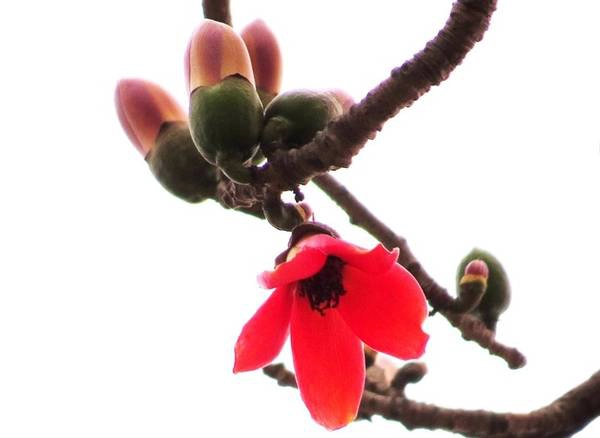Chỉ sau 3 ngày là hoa trút khỏi cành, để lộ ra phần quả non đang lớn dần từ chính phần cuống hoa. Chỉ sau 3 ngày là hoa trút khỏi cành, để lộ ra phần quả non đang lớn dần từ chính phần cuống hoa.