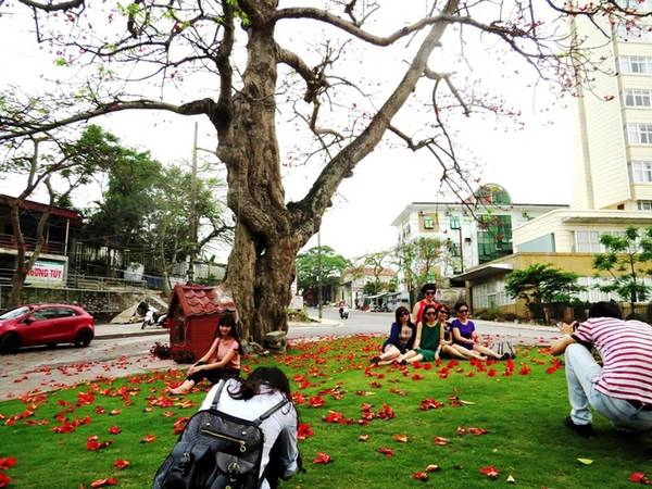 Nhiều du khách khi đến với Đồ Sơn trong những ngày nghỉ lễ như bị hớp hồn, tranh thủ tạo dáng dưới gốc gạo già chụp ảnh. Nhiều du khách khi đến với Đồ Sơn trong những ngày nghỉ lễ như bị hớp hồn, tranh thủ tạo dáng dưới gốc gạo già chụp ảnh.