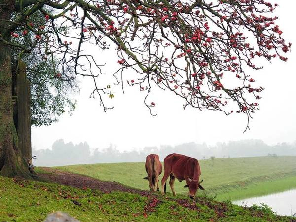 Gốc gạo đầu đình hay đầu làng, trong tâm trí của nhiều người xa quê, còn chứa đựng cả một miền ký ức tuổi thơ thanh bình. 