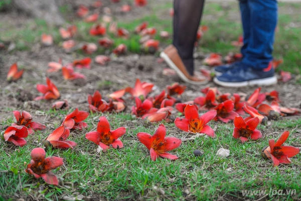 Năm nay, hoa gạo nở vào tầm giữa tháng 3. Hiện tại, nhiều tay săn ảnh đã nhanh chân tìm đến những gốc gạo nổi tiếng nhất, ghi lại những hình ảnh lãng mạn, "cứu vớt" cảm xúc cho những ngày mưa dầm ủ dột.