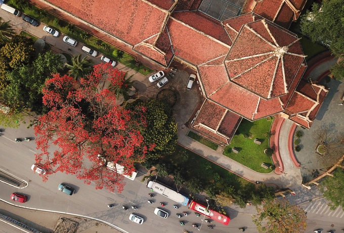 Nếu là người dân thị thành, không muốn đi xa thì những ngày này, người yêu hoa có thể ghé qua góc đường chạy ngang Bảo tàng Lịch sử Việt Nam. Một màu đỏ sặc sỡ đang bao trùm một góc phố, khiến ai đi ngang qua cũng phải ghé nhìn. Nếu là người dân thị thành, không muốn đi xa thì những ngày này, người yêu hoa có thể ghé qua góc đường chạy ngang Bảo tàng Lịch sử Việt Nam. Một màu đỏ sặc sỡ đang bao trùm một góc phố, khiến ai đi ngang qua cũng phải ghé nhìn.