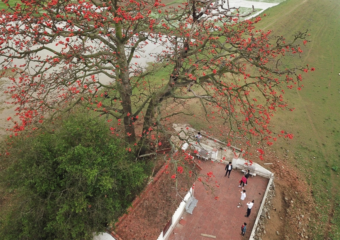 Hai cây gạo cổ thụ trổ bông đỏ rực rỡ, sà bóng bên mái ngói, in hình xuống dòng sông trở thành hình ảnh kinh điển khi nhắc tới làng quê Bắc Bộ. Hai cây gạo cổ thụ trổ bông đỏ rực rỡ, sà bóng bên mái ngói, in hình xuống dòng sông trở thành hình ảnh kinh điển khi nhắc tới làng quê Bắc Bộ.