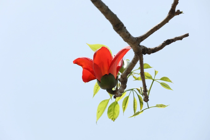 Hoa gạo cánh dày, màu đỏ cam rực rỡ như những đốm lửa, in hình lên nền trời xanh xám của những ngày mùa xuân ẩm ướt. Khi rụng xuống, hoa vẫn giữ nguyên 5 cánh như lúc chớm nở. Hoa gạo cánh dày, màu đỏ cam rực rỡ như những đốm lửa, in hình lên nền trời xanh xám của những ngày mùa xuân ẩm ướt. Khi rụng xuống, hoa vẫn giữ nguyên 5 cánh như lúc chớm nở.