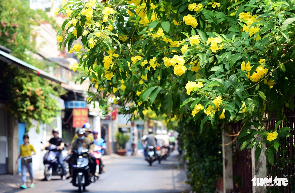 Cây hoa huỳnh liên được trồng làm cảnh ở các công viên, vỉa hè...