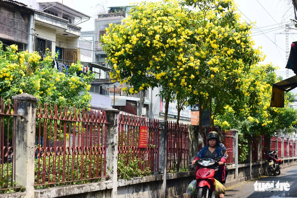 Huỳnh liên nở vàng báo hiệu một mùa hè sắp đến gần