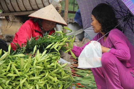 Loa kèn chỉ nở một lần vào đầu hạ. Mùa hoa của nó ngắn và chỉ kéo dài đến cuối tháng tư. Nên cứ đến độ này, những người thích chơi hoa thường tranh thủ lựa cho mình những khóm hoa xinh tươi nhất.