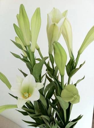 Loa kèn không kén, mà còn làm thay đổi không gian. Loa kèn không kén, mà còn làm thay đổi không gian.