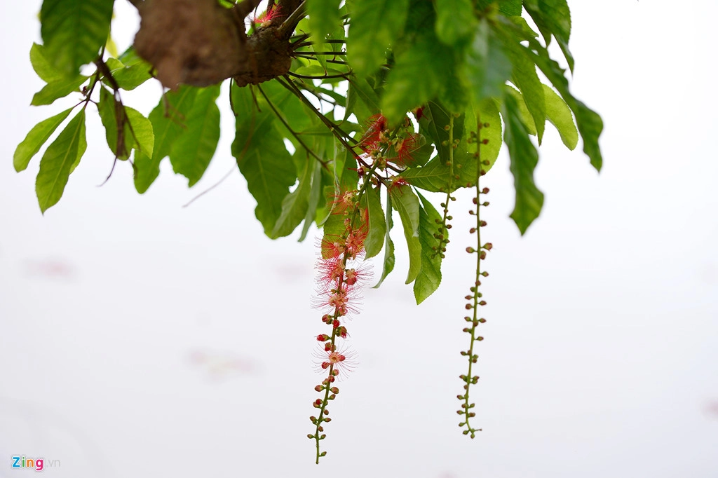 Dự kiến thời gian hoa lộc vừng nở rộ nhất trong khoảng 5-6 ngày sắp tới. Dự kiến thời gian hoa lộc vừng nở rộ nhất trong khoảng 5-6 ngày sắp tới.