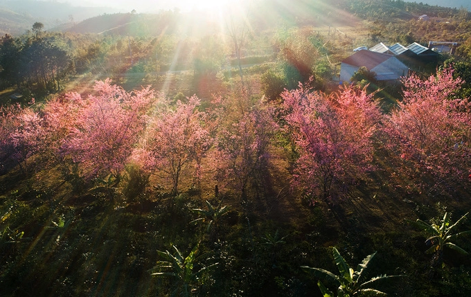 Theo người dân địa phương hoa đã nở một tuần qua và còn một tuần để du khách đến chiêm ngưỡng. Thời điểm đẹp nhất trong ngày là buổi sáng khi mây trời lãng đãng, sương đêm còn vương trên cành lá, mặt trời vừa chiếu sáng.