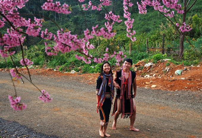 Đôi nam nữ dạo bước trên con đường qua nơi có cây mai anh đào bung nở.