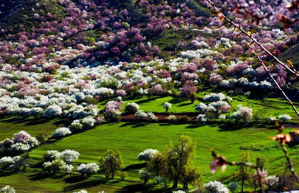 Nổi tiếng nhất ở Tân Cương là thung lũng mai Apricot Valley, nằm ở thị trấn Tuergen, gần biên giới với Kazakhstan, thu hút những vị khách dám thử thách, chấp nhận chinh phục những cung đường xa xôi, hiểm trở để đặt chân tới đây, chiêm ngưỡng vẻ đẹp hoang sơ, hùng vĩ của nơi này. Nổi tiếng nhất ở Tân Cương là thung lũng mai Apricot Valley, nằm ở thị trấn Tuergen, gần biên giới với Kazakhstan, thu hút những vị khách dám thử thách, chấp nhận chinh phục những cung đường xa xôi, hiểm trở để đặt chân tới đây, chiêm ngưỡng vẻ đẹp hoang sơ, hùng vĩ của nơi này.