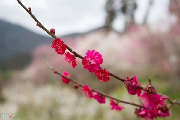 Bạn cũng có thể phân biệt hai loại hoa dựa vào hình dạng cánh hoa và vị trí hoa trên cành.