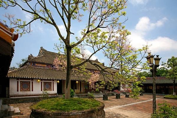 Những cây ngô đồng ở sân Điện Cần Chánh trong Tử Cấm Thành (điện đã bị phá hủy, nay chỉ còn tả vu, hữu vu) đã được trồng từ thời vua Minh Mạng, cách đây khoảng 200 năm. Tuy nhiên, nghiên cứu khoa học cho thấy tuổi những cây ngô đồng hiện còn là những cây trồng thay thế với tuổi khoảng vài chục năm.