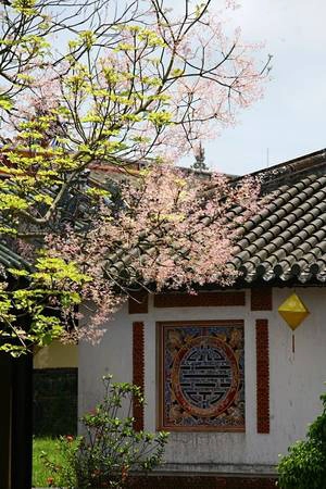 Cây ngô đồng có dáng đẹp, cao và thanh thoát, đặc biệt quyến rũ khi nở hoa. Hoa ngô đồng nở vào mùa xuân từ khoảng giữa tháng 2 tới tháng 5 âm lịch, và đẹp nhất vào khoảng tháng 4, khi lá rụng gần hết.