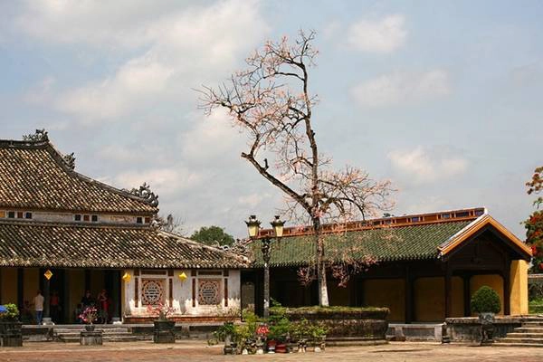 Cây ngô đồng trước hữu vu lại vươn cao mạnh mẽ.