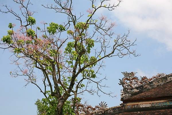Phía sau điện Thái Hoà có một cây ngô đồng, khi nở hoa tô điểm thêm sắc hồng thắm cho mái điện với rồng chầu. Những cây ngô đồng trong Đại Nội khi ra hoa tạo nên một sắc thái mới lạ, rực rỡ và quyến rũ cho những đền đài cung điện.