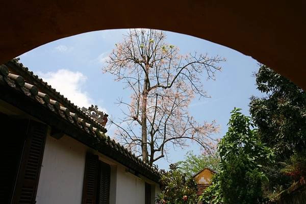 Hoa ngô đồng rực rỡ trên nền trời xanh, bên những công trình kiến trúc cổ xưa.