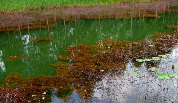 Loại rong ly màu vàng nằm bên dưới dòng nước có tên khoa học là Lentibulariaceae. Rong ly có nhiều loại, nhiều nhất là loại nở hoa vàng (nhĩ cán vàng), cùng đó là nhĩ cán trắng.