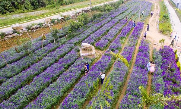 Thải Giàng Phố là xã thuộc huyện vùng cao Bắc Hà, Lào Cai. Theo chia sẻ của chủ vườn, loài hoa được trồng ở đây là oải hương, một trong 29 giống lavender, được chuyển giao công nghệ trồng từ học viện nông nghiệp ở Bắc Kinh. Thải Giàng Phố là xã thuộc huyện vùng cao Bắc Hà, Lào Cai. Theo chia sẻ của chủ vườn, loài hoa được trồng ở đây là oải hương, một trong 29 giống lavender, được chuyển giao công nghệ trồng từ học viện nông nghiệp ở Bắc Kinh.