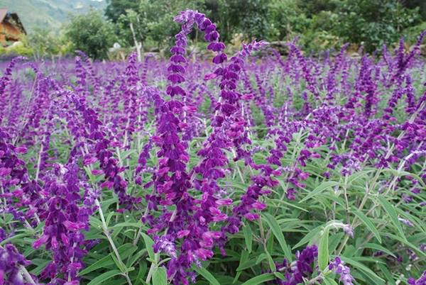 Tuy nhiên, một số ý kiến cho rằng loài hoa ở đây là hoa xác pháo (salvia), cũng được trồng ở một số vùng tại Việt Nam. Tuy nhiên, một số ý kiến cho rằng loài hoa ở đây là hoa xác pháo (salvia), cũng được trồng ở một số vùng tại Việt Nam.
