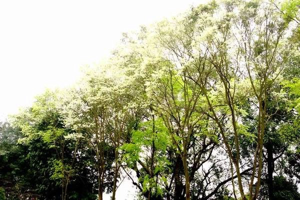 Hoa sưa trắng một góc trời công viên Lênin - Ảnh: Nguyễn Phương Huệ Hoa sưa trắng một góc trời công viên Lênin - Ảnh: Nguyễn Phương Huệ