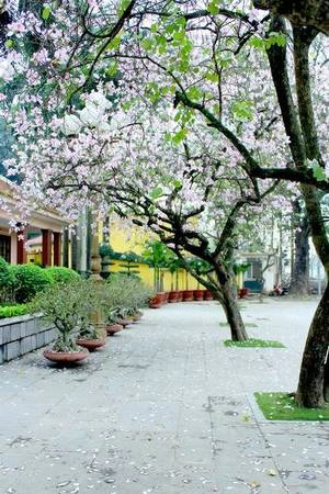 Lãng mạn con đường hoa ban Bắc Sơn - Ảnh: Nguyễn Phương Huệ Lãng mạn con đường hoa ban Bắc Sơn - Ảnh: Nguyễn Phương Huệ