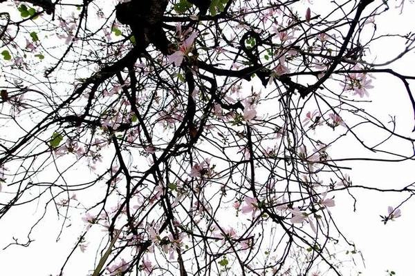 Một trời hoa ban - Ảnh: Nguyễn Phương Huệ Một trời hoa ban - Ảnh: Nguyễn Phương Huệ