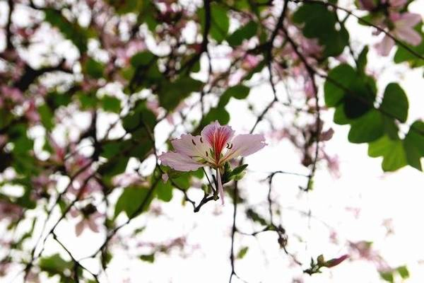 Ở một tầm cao hoa ban vẫn có sức hút của riêng mình - Ảnh: Nguyễn Phương Huệ Ở một tầm cao hoa ban vẫn có sức hút của riêng mình - Ảnh: Nguyễn Phương Huệ