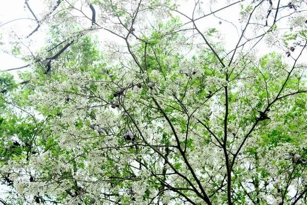 Hoa sưa nở trên đường Thanh Niên - Ảnh: Nguyễn Phương Huệ Hoa sưa nở trên đường Thanh Niên - Ảnh: Nguyễn Phương Huệ