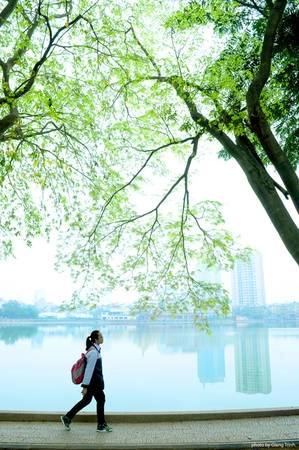Hoa sưa những ngày này đã nở trắng trên nhiều con phố Hà Nội, cùng với thời điểm thời tiết miền Bắc mưa phùn và sương mù. Hoa sưa những ngày này đã nở trắng trên nhiều con phố Hà Nội, cùng với thời điểm thời tiết miền Bắc mưa phùn và sương mù.