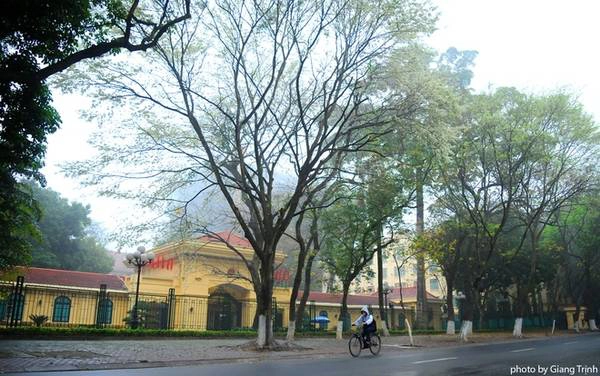 So với mọi năm, hoa sưa nở muộn hơn gần 2 tuần khiến nhiều người mong ngóng. Anh Trịnh Giang, một người có kinh nghiệm chụp ảnh hoa sưa nhiều năm cho biết, các năm trước, loài hoa này thường nở cuối tháng 2, đầu tháng 3 khi mưa phùn chuyển mùa. So với mọi năm, hoa sưa nở muộn hơn gần 2 tuần khiến nhiều người mong ngóng. Anh Trịnh Giang, một người có kinh nghiệm chụp ảnh hoa sưa nhiều năm cho biết, các năm trước, loài hoa này thường nở cuối tháng 2, đầu tháng 3 khi mưa phùn chuyển mùa.