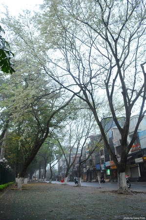 Tuy nhiên không vì thế mà hoa sưa năm nay mất đi vẻ đẹp tinh khiết vốn có. Những con đường nổi tiếng ngắm hoa sưa ở Hà Nội gồm Điện Biên Phủ, Hoàng Hoa Thám, Phan Đình Phùng, Thanh Niên, khu vực hồ Giảng Võ. Tuy nhiên không vì thế mà hoa sưa năm nay mất đi vẻ đẹp tinh khiết vốn có. Những con đường nổi tiếng ngắm hoa sưa ở Hà Nội gồm Điện Biên Phủ, Hoàng Hoa Thám, Phan Đình Phùng, Thanh Niên, khu vực hồ Giảng Võ.