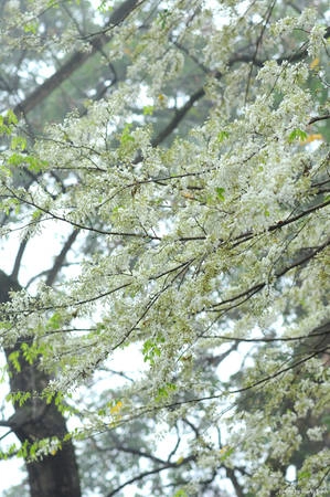 Hoa sưa mọc trên cao, trắng muốt từng chùm như những bông tuyết, đẹp dịu dàng mà nếu không để ý bạn sẽ rất dễ bỏ qua. Hoa sưa mọc trên cao, trắng muốt từng chùm như những bông tuyết, đẹp dịu dàng mà nếu không để ý bạn sẽ rất dễ bỏ qua.
