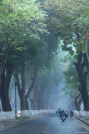 Cùng với hoa ban và hoa bưởi, hoa sưa cũng được nhắc đến như một biểu tượng của tháng 3. Cùng với hoa ban và hoa bưởi, hoa sưa cũng được nhắc đến như một biểu tượng của tháng 3.