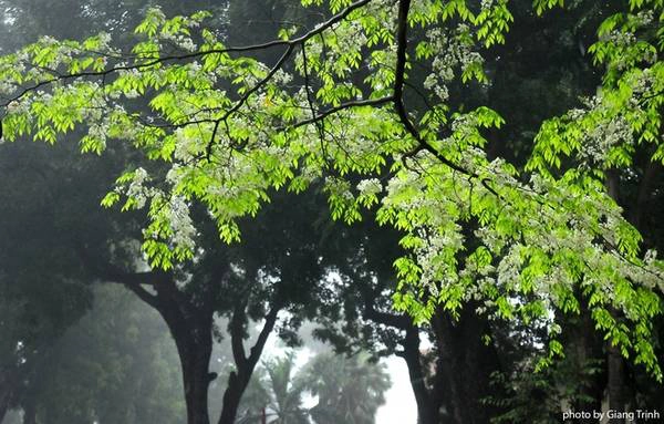 Mỗi năm hoa sưa nở một lần, lại kéo dài chỉ khoảng một tuần nên khi bung nở, không ít người phải tranh thủ để chớp khoảnh khắc đẹp của loài hoa này. Mỗi năm hoa sưa nở một lần, lại kéo dài chỉ khoảng một tuần nên khi bung nở, không ít người phải tranh thủ để chớp khoảnh khắc đẹp của loài hoa này.