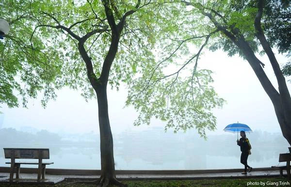 Màu xanh non của cây sưa mang đến không khí rất xuân cho khu vực hồ Giảng Võ. Màu xanh non của cây sưa mang đến không khí rất xuân cho khu vực hồ Giảng Võ.