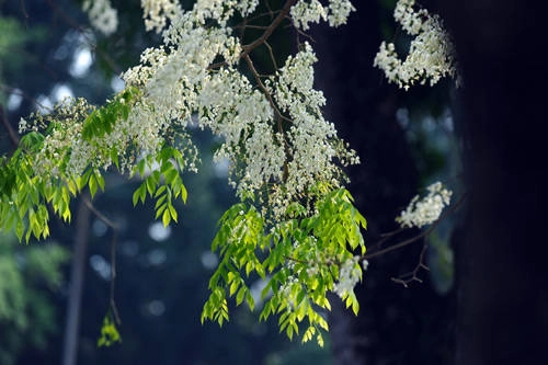 Cành non màu xanh có đốm bì khổng màu trắng. Thông thường hoa ra từ tháng 3, quả chín vào tháng 11.